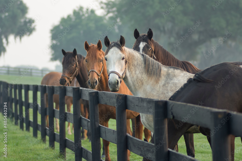 horses looking over a rustic wooden fence